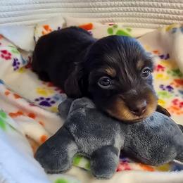 Mocha - Chocolate and tan female Dachshund puppy in Tucson, Arizona from Joplin's Hippo House