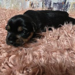 Boy1 - Black and tan male Yorkshire Terrier puppy in Huddleston, Virginia from Potters Puppies