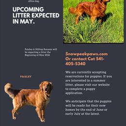 Golden Retriever puppies from SnowPeakPaws