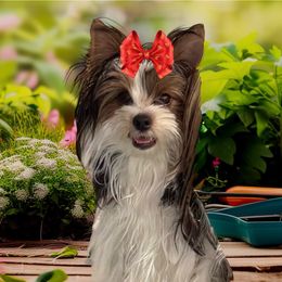 Alice - Biewer Terrier