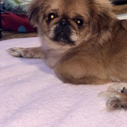 Wednesday - Pekingese