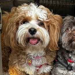 Havanese Puppies from HavaReese Havanese