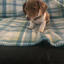 Dachshund Puppies from Treasure Valley Dachshunds