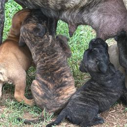 Fawn female - Fawn female Bullmastiff puppy in Comer, Georgia from Caro Bullmastiffs