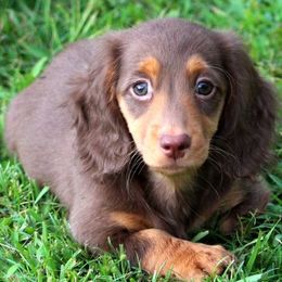 Dachshund Puppies from Kathy Swaim's Dachshund