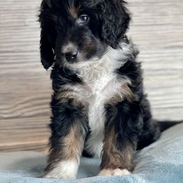 Aussiedoodle and Bernedoodle Puppies from North 40 Doodles