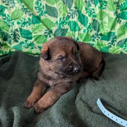 Aqua - Sable female German Shepherd puppy in Motley, Minnesota from Von Thomson Haus