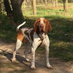 Bracco Italianos from Bracco Dynasty