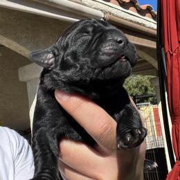 Susan - Black female Cane Corso puppy in Las Vegas, Nevada from LV3M Cane Corso
