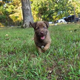 Ariel - female Belgian Malinois puppy in Signal Mountain, Tennessee from Torgun Police Dogs