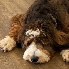 Goldendoodles from Native Ranch Puppies