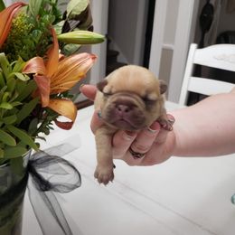 French Bulldog Puppies from Kelly's Fabulous Frenchies
