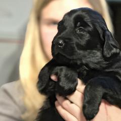 Flat-Coated Retrievers from Meadowlark Flat Coated Retrievers