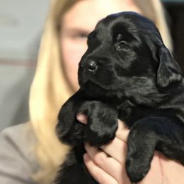 Flat-Coated Retrievers from Meadowlark Flat Coated Retrievers