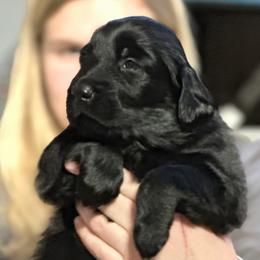 Flat-Coated Retrievers from Meadowlark Flat Coated Retrievers