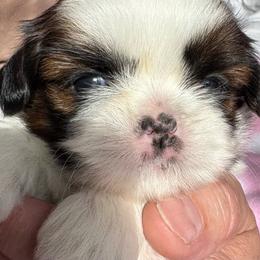 LG5, Pippi - Gold and white female Shih Tzu puppy in Madras, Oregon from Maridee’s ShihTzu