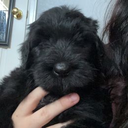 Black Russian Terrier Puppies from Nova Noir