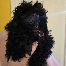 Poodle Puppies from ThornWood Hill Poodles