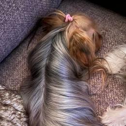 Nugget - Yorkshire Terrier