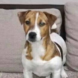 Dina - Russell Terrier