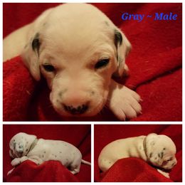 Dalmatian Puppies from Delaney's Dalmatians