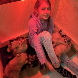 Pomeranian Puppies from Divine Inspired Poms