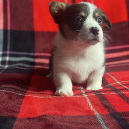 Boy 2 - Black and tan male Pembroke Welsh Corgi puppy in Rosharon, Texas from Morning Glory Corgis