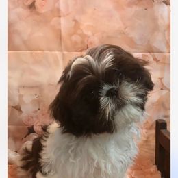 Tawanda - Shih Tzu