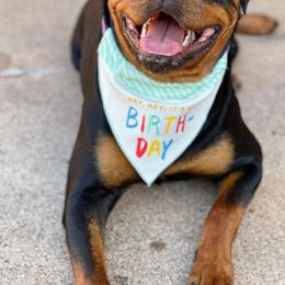 Rottweiler Puppies from Bronx Von Bridges Rottweilers