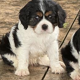 Cavalier King Charles Spaniel Puppies from Kara's Cavalier King Charles Spaniels