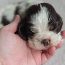 Green - Liver and white male Shih Tzu puppy in Jenks, Oklahoma from Northstar Shih Tzu