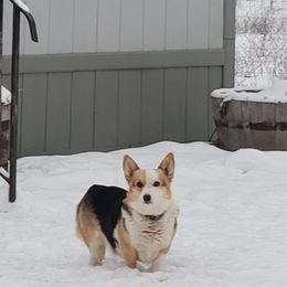 Pembroke Welsh Corgis from Pepper's Pembrokes