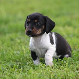 Cash - Piebald male Dachshund puppy in Greenup, Kentucky from Tygart Creek Dachshunds