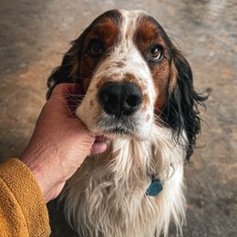 Maverick - English Springer Spaniel