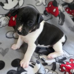 Alexandrite...Alex - White black and tan female Rat Terrier puppy in Ukiah, California from Poem's Haven Rat Terriers..AKA Mysthaven Rat Terriers