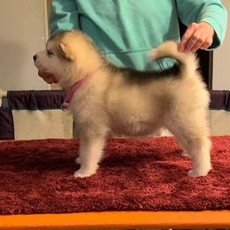 Alaskan Malamute Puppies from Sigma Alaskan Malamutes