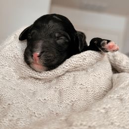 Bernedoodle puppies from Desert Ridge Doodles