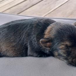 Texas (Boy 4) - Black male Miniature Schnauzer puppy in Milton Freewater, Oregon from Rose Brook Family Farms
