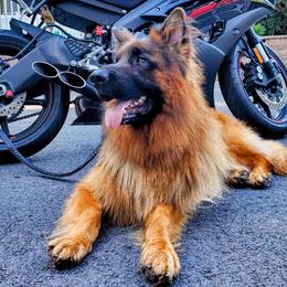 German Shepherds from Hamza Chaudhary