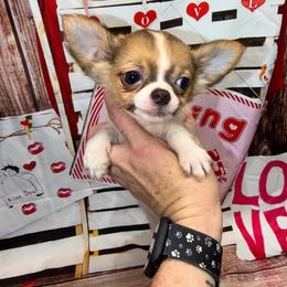 8920 sable female - Black sabled fawn female Chihuahua puppy in Palmyra, Indiana from Country Star Chihuahuas