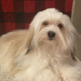 Carly - Havanese