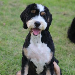 Cedar - Bernedoodle