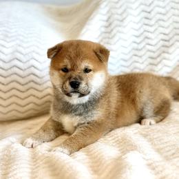 Sarge - Red male Shiba Inu puppy in Trenton, Nebraska from Prairie Shibas