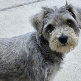 Miniature Schnauzers from Chulas
