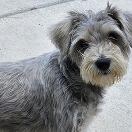 Miniature Schnauzers from Chulas