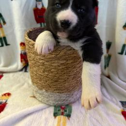 Siberian Husky Puppies from Moonlight Siberian Huskies