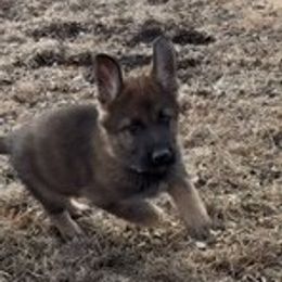 German Shepherd Puppies from Czech Working Lines