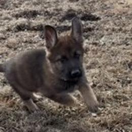 German Shepherd Puppies from Czech Working Lines