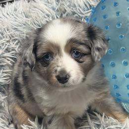 Girl - Dollie - Blue merle female Miniature Australian Shepherd puppy in Madisonville, Texas from Diamond R Aussies