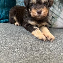 Chase - Parti male Miniature Schnauzer puppy in Pearland, Texas from K & S Schnauzers
